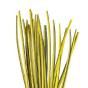 QUILLS DE PAON EBARBES Materials Colors : Golden Olive